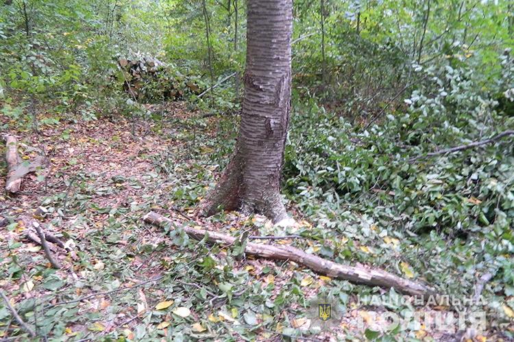 На Тернопільщині під час раптового пориву вітру дерево тяжко травмувало чоловіка (ФОТО)