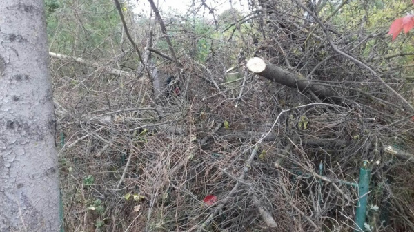 Не робота, а вандалізм: на Тернопільщині комунальники завалили купою гілля людські могили (ФОТО)