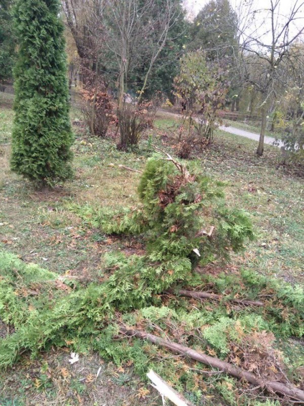 Не люди, а монстри: у Тернополі вандали поламали дерева у парку (ФОТО)
