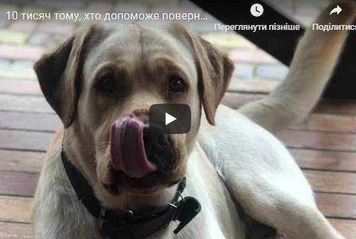 У Тернополі пропав собака: обіцяють винагороду 10 тисяч гривень (ВІДЕО)