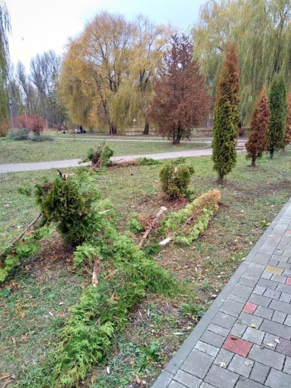 Не люди, а монстри: у Тернополі вандали поламали дерева у парку (ФОТО)