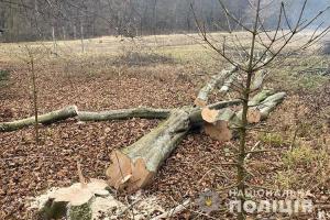 Скандал на Бучаччині: у “Дністровському каньйоні” незаконно зрубали дерева
