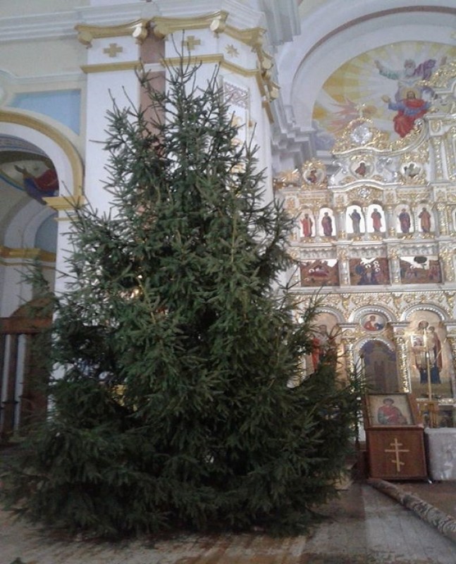 Багато років ростили біля свого дому: у храм Тернопільщині родина подарувала новорічну красуню (ФОТОФАКТ)