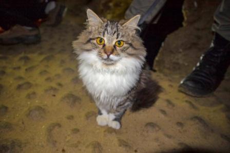 На Тернопільщині живе унікальний кіт-рятівник