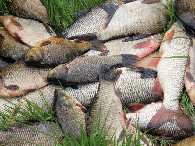 На Тернопільщині розводили рибу на городі