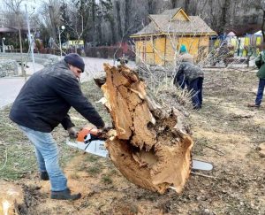 У Тернополі зрізають сухі та аварійні дерева