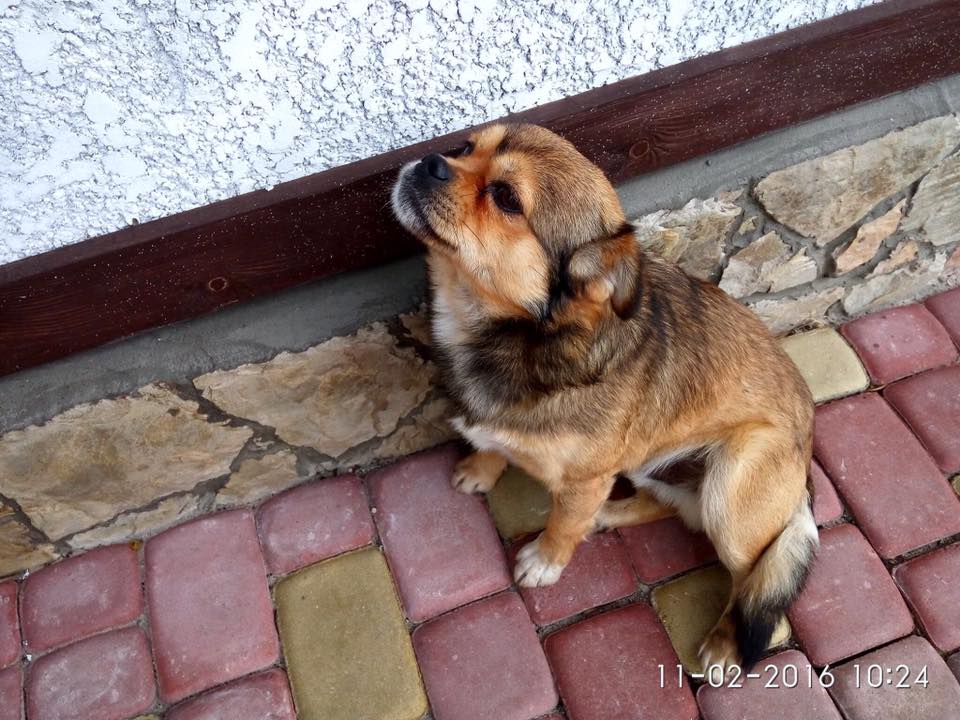 Крик душі: на Тернопільщині жорстоко вбили собаку “вар’ята” Владзя (ФОТО)