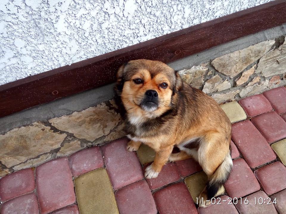 Крик душі: на Тернопільщині жорстоко вбили собаку “вар’ята” Владзя (ФОТО)