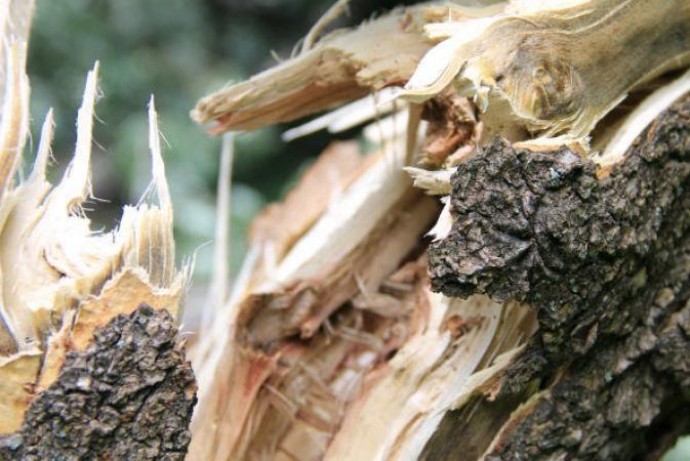 Дерево впало просто на чоловіка: смертельний випадок на Тернопільщині