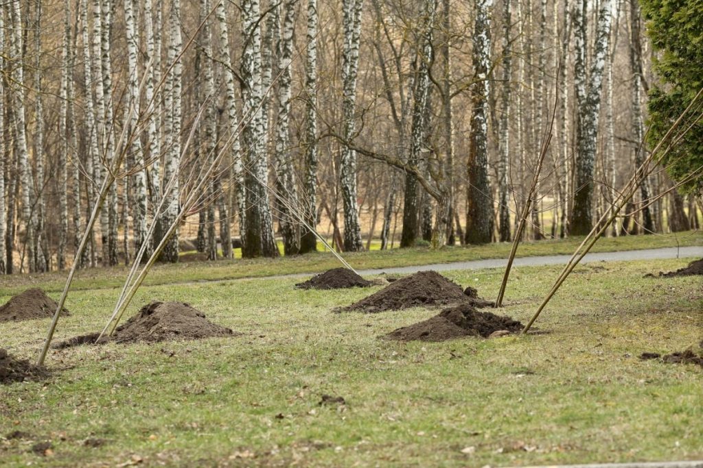 У двох парках Тернополя висадили клени