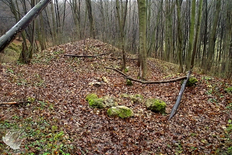 На Тернопільщині заборонили відвідування та поїздки в ліси
