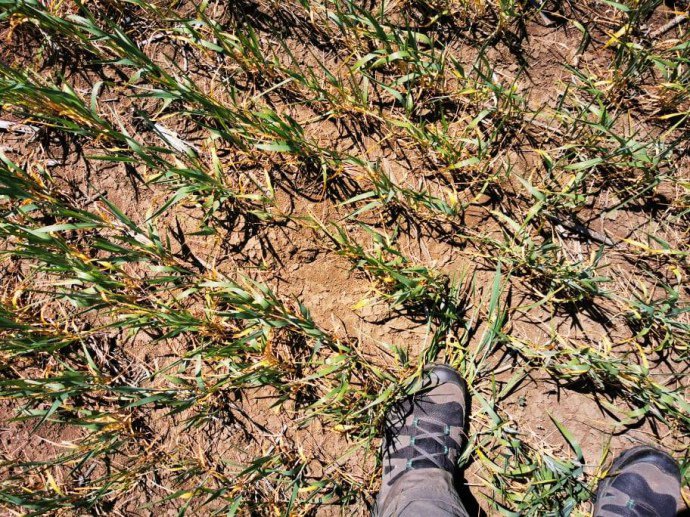 Посуха лякає українських фермерів більше за коронавірус і карантин