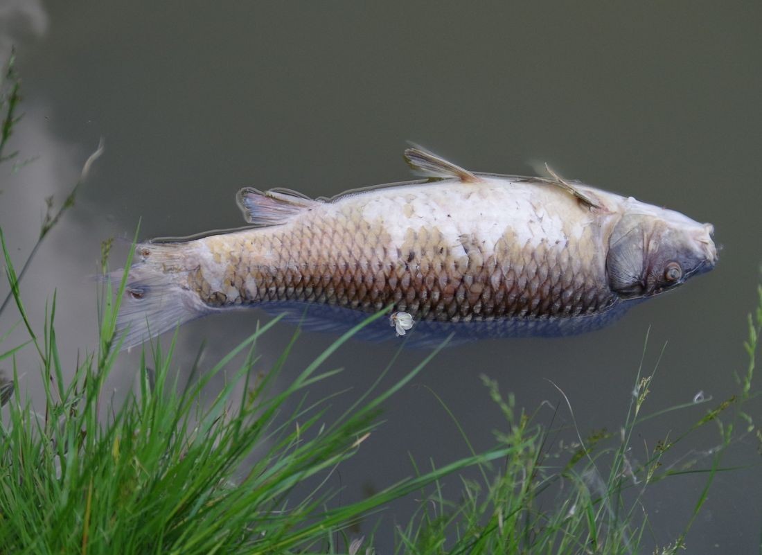 Повідомили дві версії загибелі риби у Тернопільському ставі