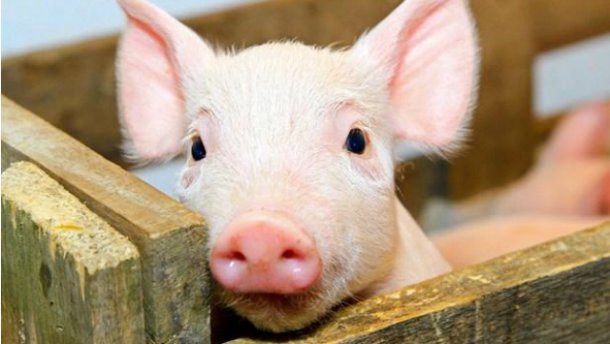На Тернопільщині виявили один випадок африканської чуми свиней