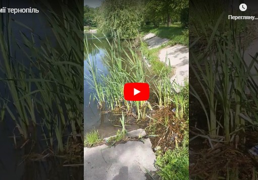 “Плавають прямо у воді”: у тернопільському парку виявили змій (ВІДЕО)