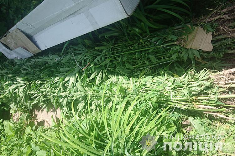 “З дороги не було видно, усе росло на за хатою”: на Тернопільщині виявили урожай коноплі та маку