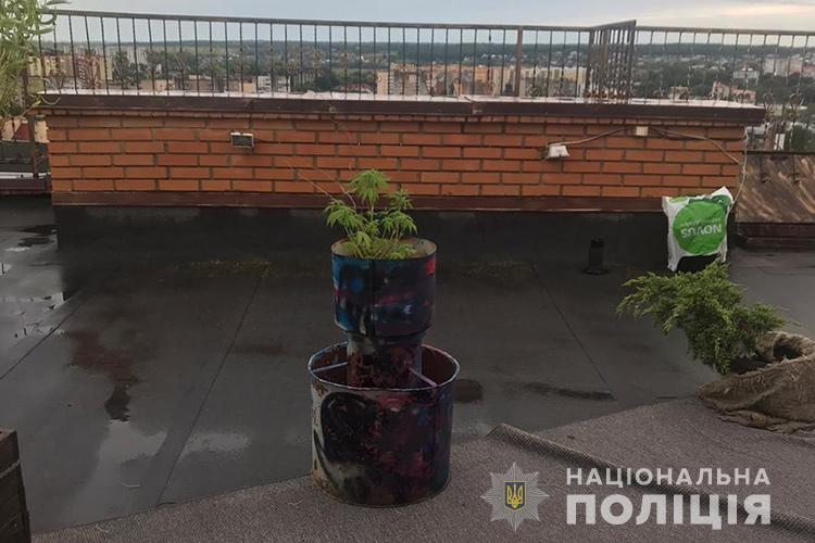 Конопля на 9-му поверсі на даху: у Тернополі чоловік вирощував нарковмісну рослину