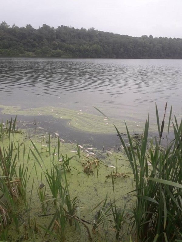 Масова загибель риби у річці на Тернопільщині: екологи б’ють на сполох (ФОТО)