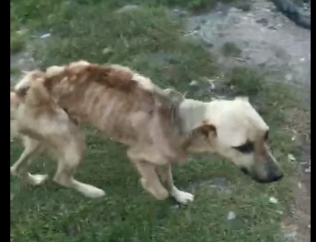 “Був прив’язаний і помирав з голоду”: на Тернопільщині рятують собаку, яка перетворилася в живий скелет (ВІДЕО)