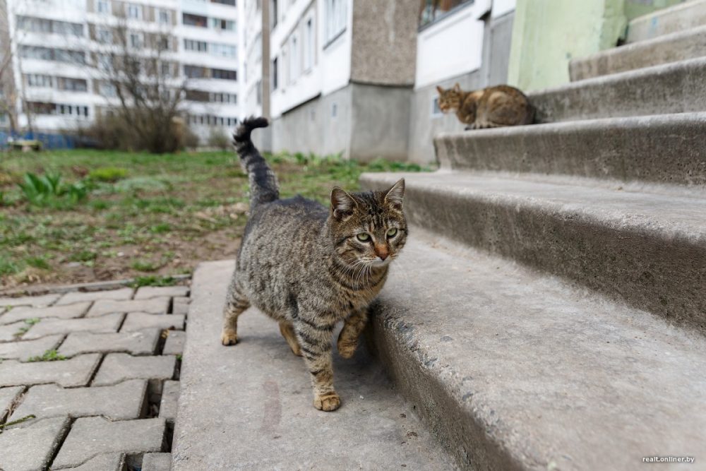 Чи мордував кошеня працівник ОСББ в Тернополі?