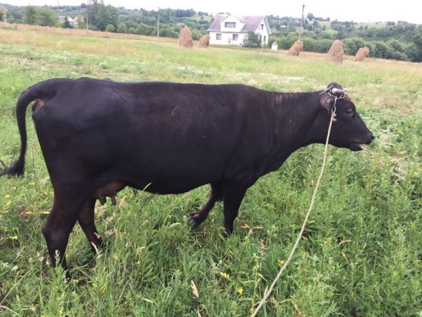 На Тернопільщині жінка пішла шукати зниклу худобу і сама пропала