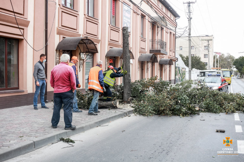 У центрі Тернополя аварійне дерево впало на дорогу (ФОТО)