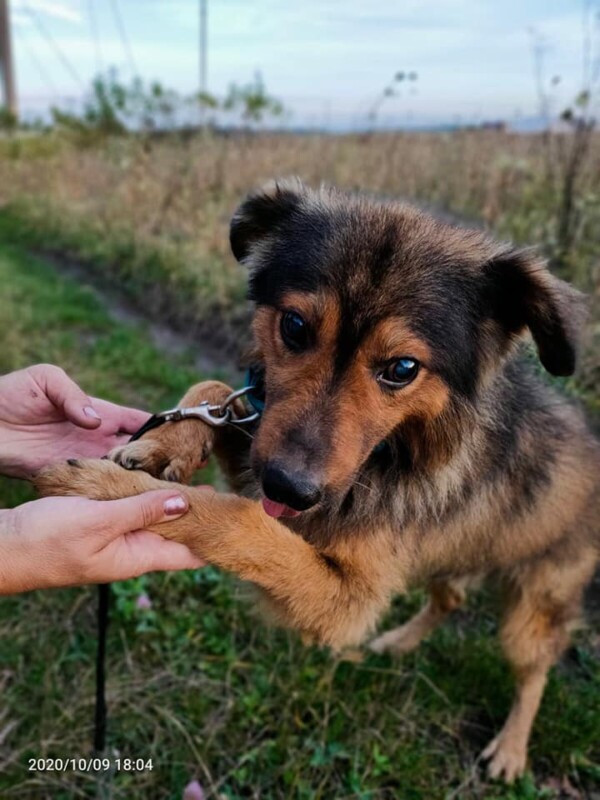 “Ти міцно спиш, не мучить совість?”: у Тернополі викинули сліпого собачку на вулицю (ФОТО)