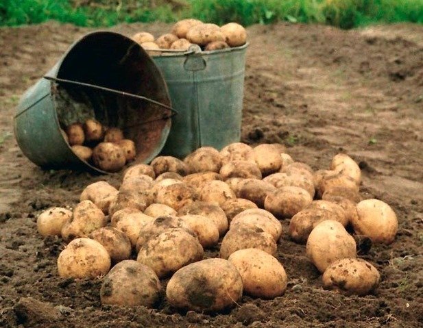 Покарали чоловіка з Тернопільщини, який з коронавірусом поїхав копати картоплю