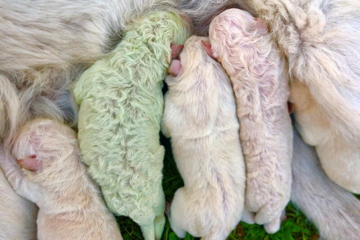 В Італії на фермі народилося цуценя з рідкісною зеленою шерстю (ФОТО)
