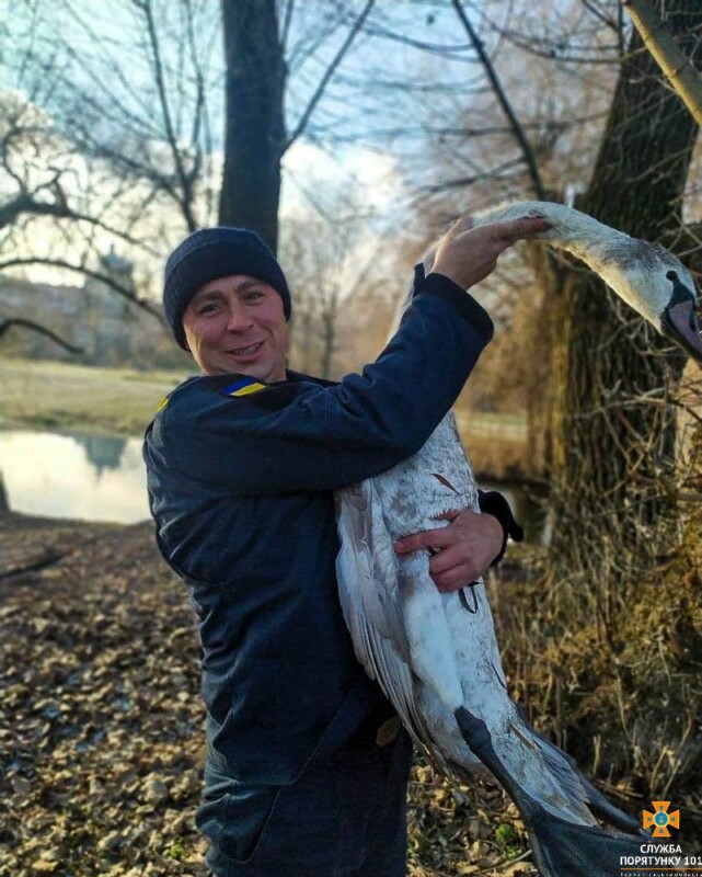 На Тернопільщині врятували лебедя, який заплутався у сітку (ФОТО)