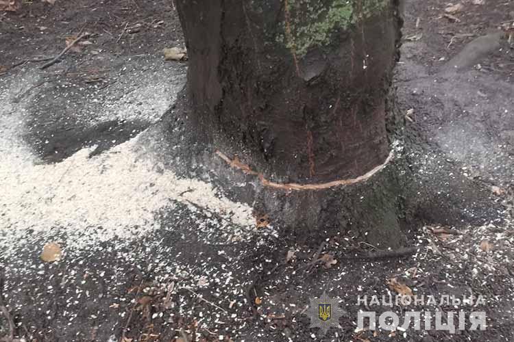 У Тернополі розшукують чоловіка, який бензопилою попідрізав дерева і втік (ФОТО)