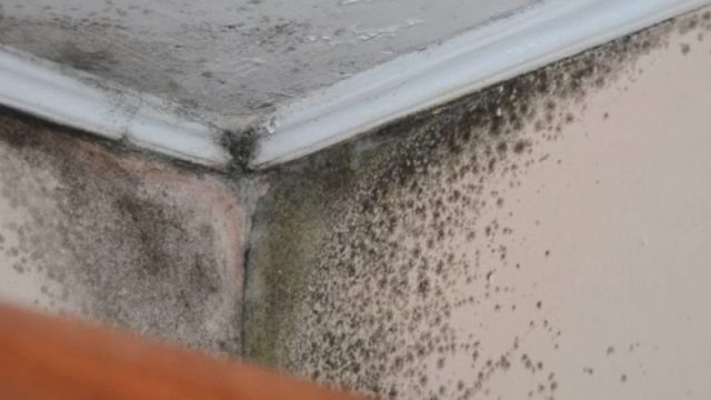 “Протікає дах”: у Тернополі в квартирах будинку утворилися цвіль і грибок (ВІДЕО)