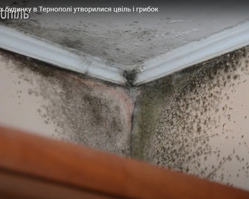 “Протікає дах”: у Тернополі в квартирах будинку утворилися цвіль і грибок (ВІДЕО)