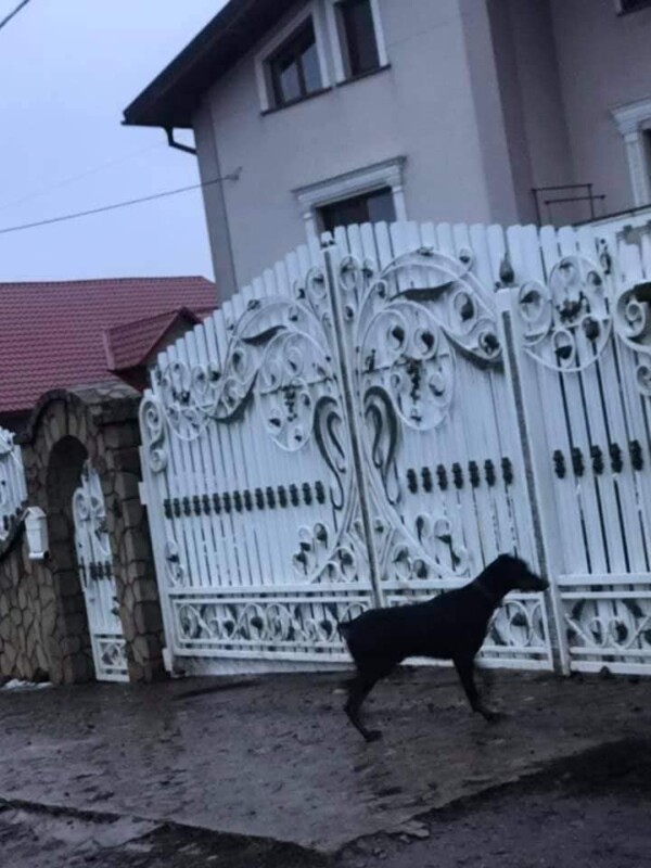 У Гаях собаки напали на дитину, яка поверталася зі школи (ФОТО)