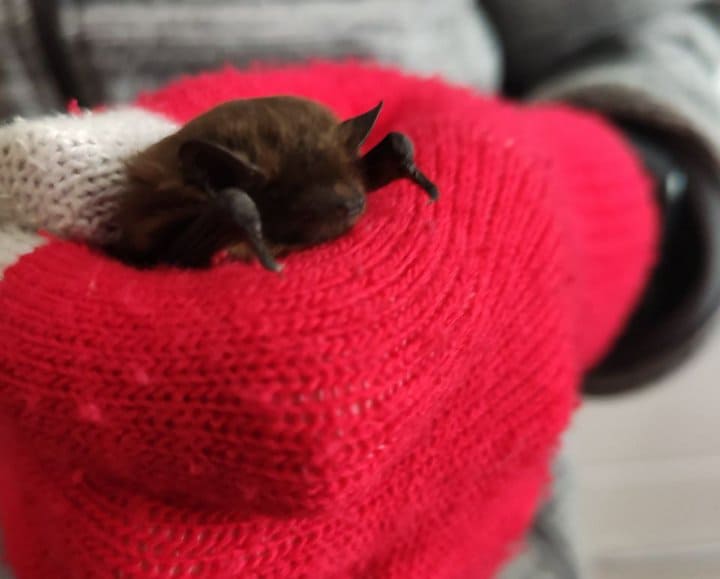 Тернополянка серед зими зловила двох кажанів і врятувала від смерті (ФОТО)