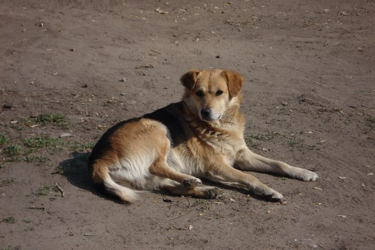 “Була кривава рана”: у Тернополі бездомний пес напав на людину
