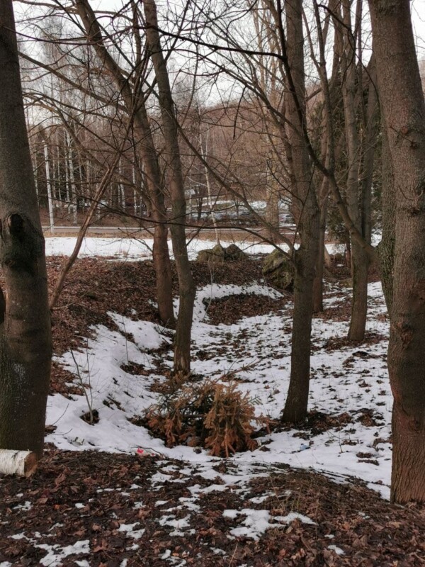 Де совість? У Тернополі в парку масово повикидали новорічні ялинки (ФОТО)