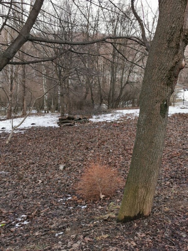 Де совість? У Тернополі в парку масово повикидали новорічні ялинки (ФОТО)