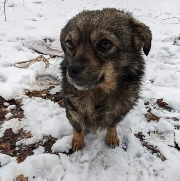 “Замотали у мішок і залишили помирати”: на Тернопільщині невідомі викинули собачку (ФОТО)