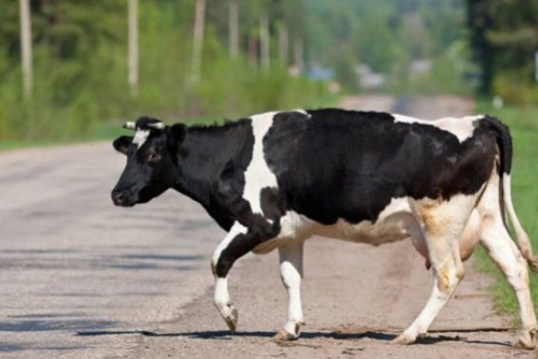 На Тернопільщині поліція знайшла та повернула крадену корову