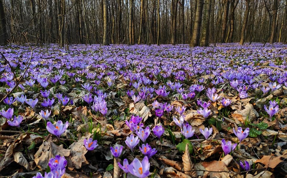 “Наче у казці”: дуже багато крокусів можна побачити у лісі на Тернопільщині (ФОТО)