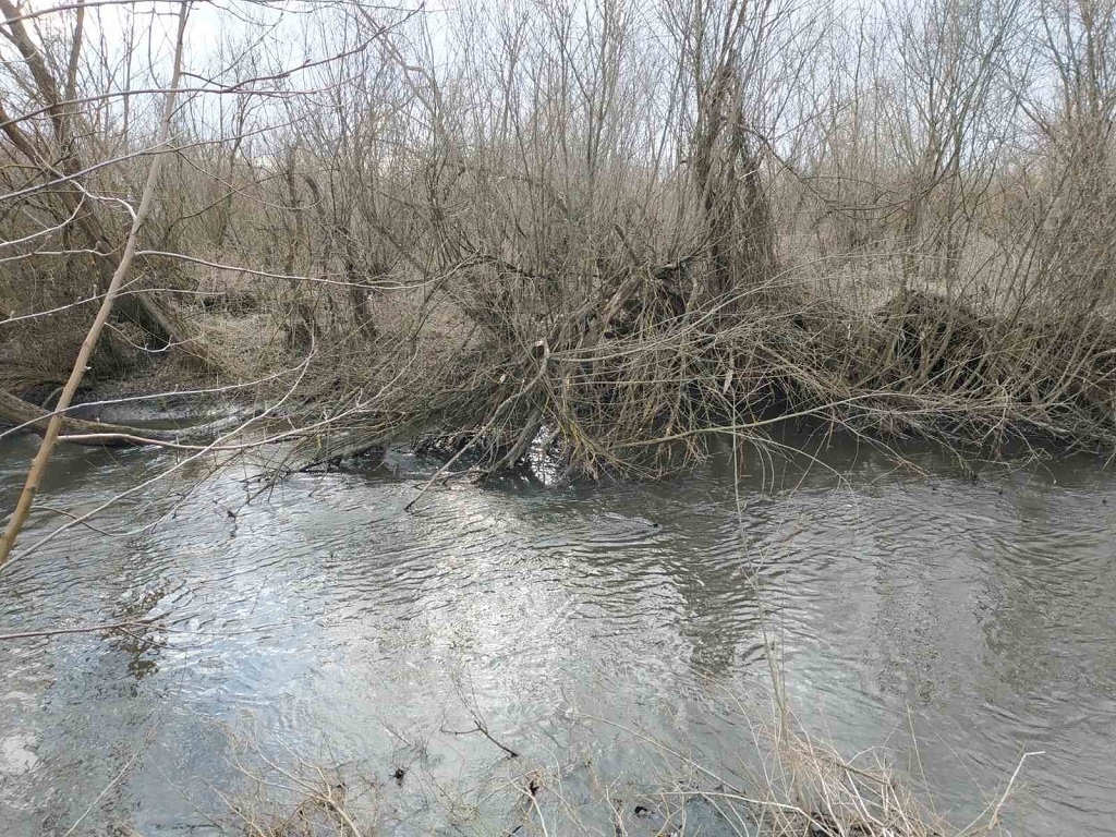 Заростає і міліє: річка Золота Липа на Бережанщині у критичному стані (фото)