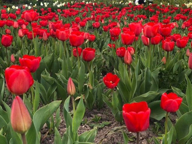 “А в мене своя Голландія”: на Тернопільщині жінка виростила плантацію тюльпанів біля дому (ФОТО)