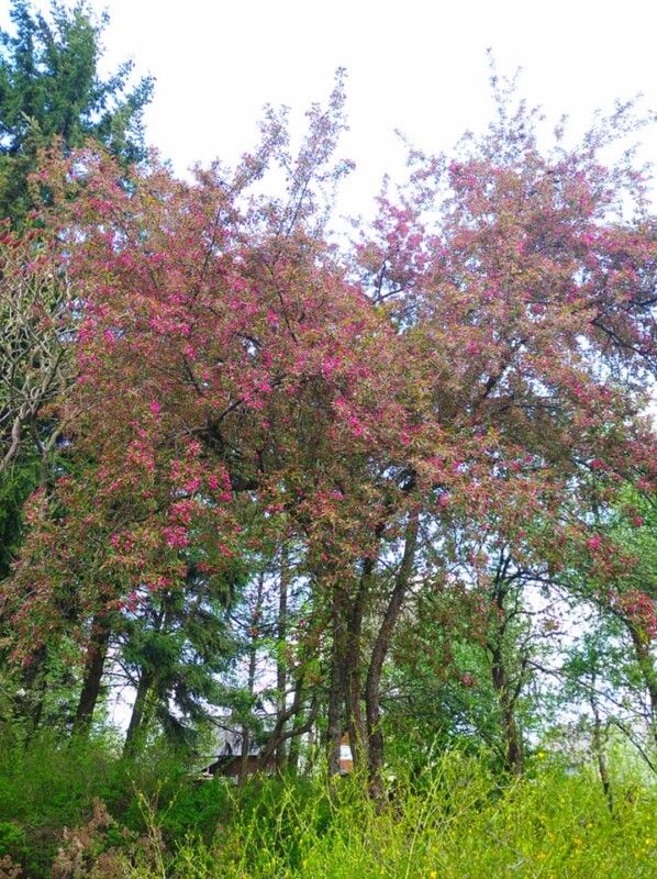 “Не має собі рівних ця краса”: на Тернопільщині зацвіла рідкісна яблуня із листям незвичайного кольору (Фото)