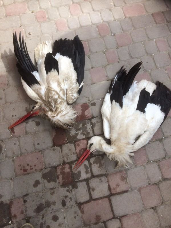 Загинули парою: на Тернопільщині лелеки отруїлися кукурудзою (ФОТО)