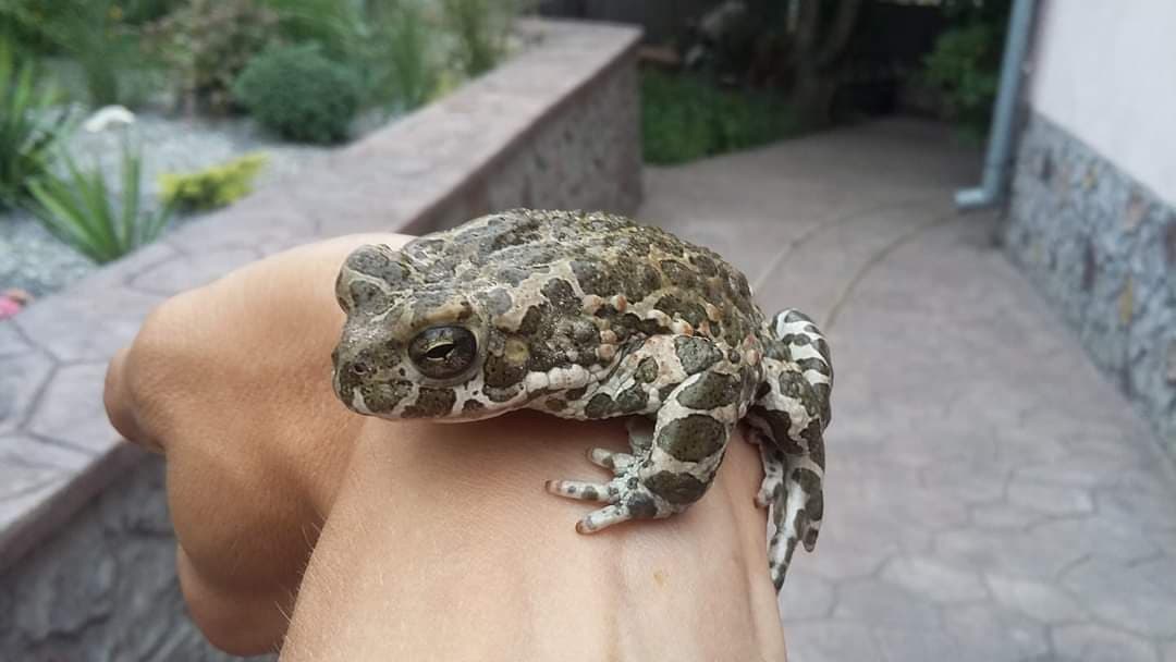 “Домашні улюбленці”: тернополянин живе у квартирі з жабами та тритонами (ФОТО)