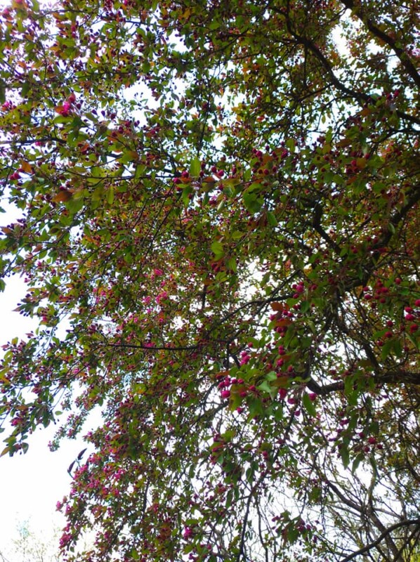 “Не має собі рівних ця краса”: на Тернопільщині зацвіла рідкісна яблуня із листям незвичайного кольору (Фото)