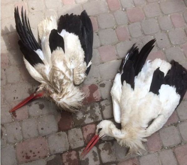 Лелека два дні не покидав гнізда, де помирала його кохана: трагічна історія пари птахів із Тернопільщини
