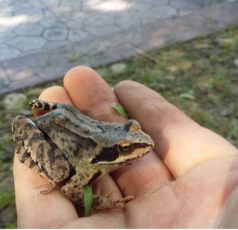 “Домашні улюбленці”: тернополянин живе у квартирі з жабами та тритонами (ФОТО)