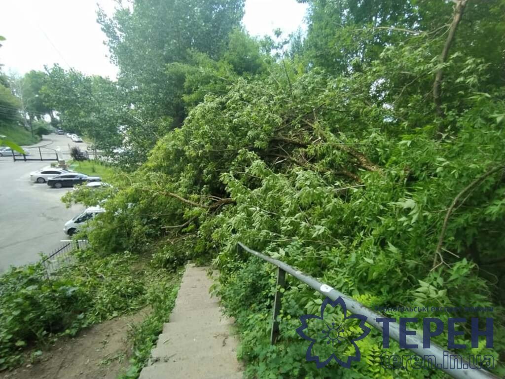 Величезна гілка дерева ледве не впала на перехожих в Тернополі (ФОТО)